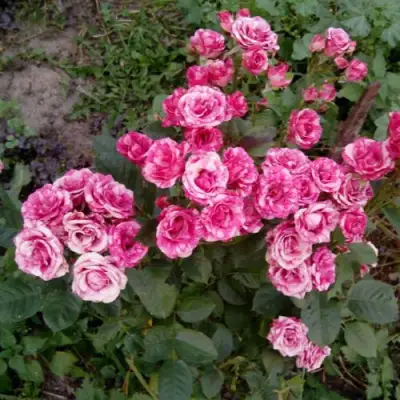 Роза ФЛЕШ ДАНС спрей в Самохваловичи