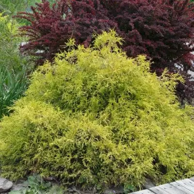 Кипарисовик ГОЛДЕН МОП горохоплодный в Самохваловичи