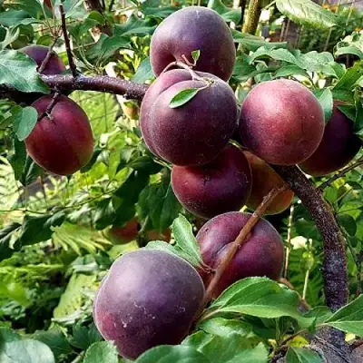 Шарафуга БЕЛЛА РОЯЛЬ в Самохваловичи