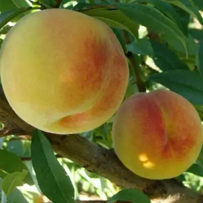 Персик ДОНЕЦКИЙ ЖЕЛТЫЙ в Самохваловичи