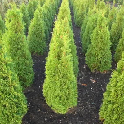 Туя САННИ СМАРАГД западная  в Самохваловичи