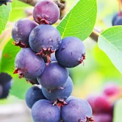 Ирга СМОУКИ в Самохваловичи