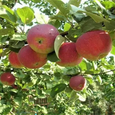 Яблоня ОРЛИК в Самохваловичи