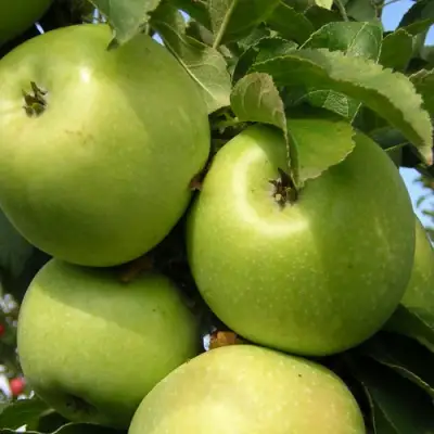 Яблоня КАЛУЖАНКА в Самохваловичи