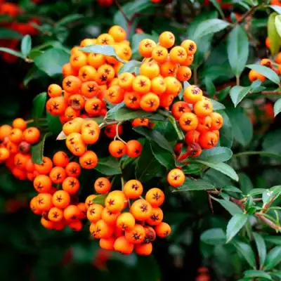 Пираканта ОРАНЖ ГЛОУ в Самохваловичи