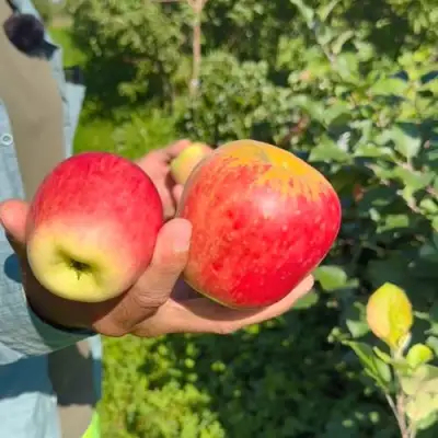 Яблоня БЛАГАЯ ВЕСТЬ в Самохваловичи