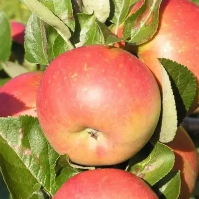 Яблоня РЕДКРАФТ в Самохваловичи