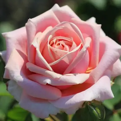 Роза ФРЕДЕРИК МИСТРАЛЬ чайно-гибридная в Самохваловичи