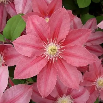 Клематис ЛИТЛ МЕРМЕЙД в Самохваловичи