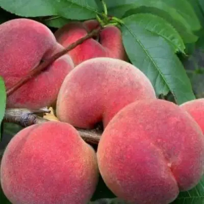 Персик ЮБИЛЕЙ СТОЛИЦЫ колонновидный в Самохваловичи