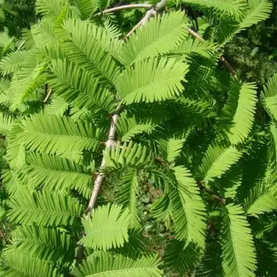 Метасеквойя  ГЛИПТОСТРОБОИДНАЯ  в Самохваловичи