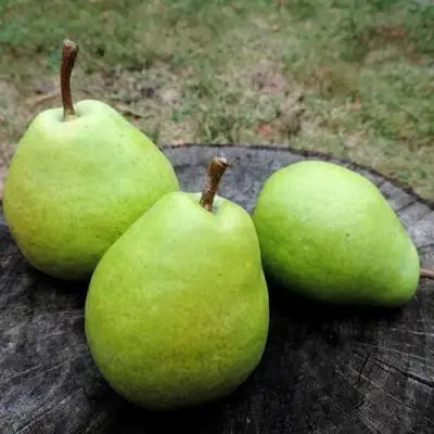 Груша БЕРЕ ЛЮКА в Самохваловичи