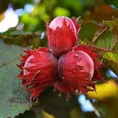 Фундук КРАСНЫЙ ЯНТАРЬ в Самохваловичи