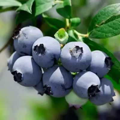 Голубика СИЕРРА в Самохваловичи