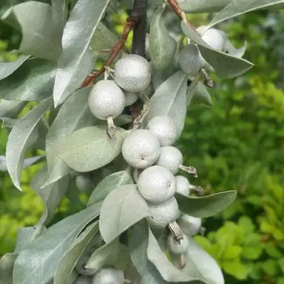 ЛОХ СЕРЕБРИСТЫЙ в Самохваловичи