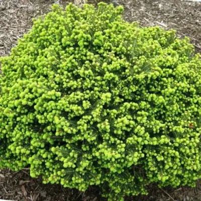 Ель ЛИТЛ ДЖЕМ обыкновенная в Самохваловичи