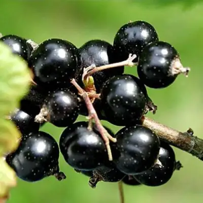 Смородина чёрная ЦЕРЕРА в Самохваловичи