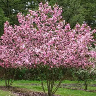 Яблоня РУДОЛЬФ декоративная  в Самохваловичи