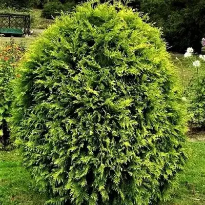 Туя ТИП ТОП западная в Самохваловичи