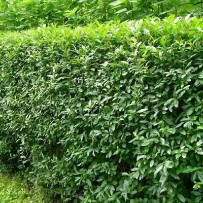 Бирючина обыкновенная в Самохваловичи