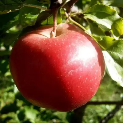 Яблоня НАСТЕНЬКА в Самохваловичи