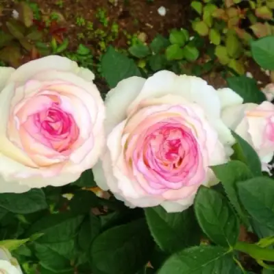 Роза ДОЛЬЧЕ ВИТА чайно-гибридная в Самохваловичи