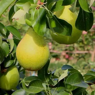 Груша ДОБРЯНКА в Самохваловичи
