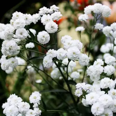 Тысячелистник МАРШМЕЛЛОУ в Самохваловичи