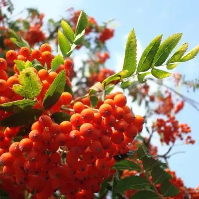 Рябина ВЕФЕД сладкоплодная в Самохваловичи