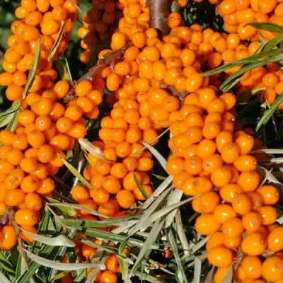 Облепиха ЕЛИЗАВЕТА в Самохваловичи