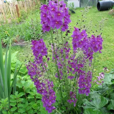 Коровяк ВИОЛЕТТА (вербаскум) в Самохваловичи