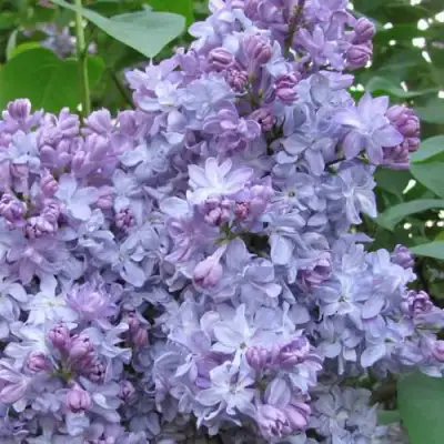 Сирень НЕБО МОСКВЫ в Самохваловичи