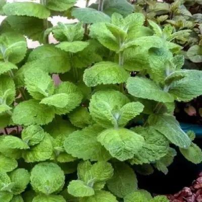 Мята яблочная в Самохваловичи