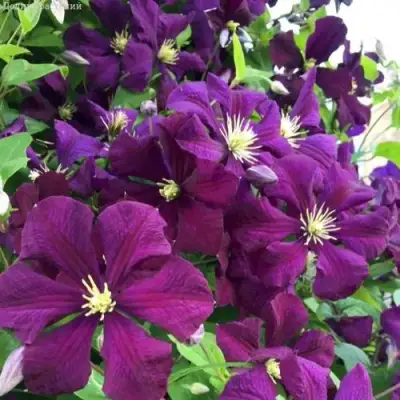 Клематис ПАНТЕР в Самохваловичи