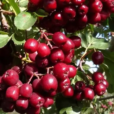 Рябина ГРАНАТНАЯ сладкоплодная в Самохваловичи