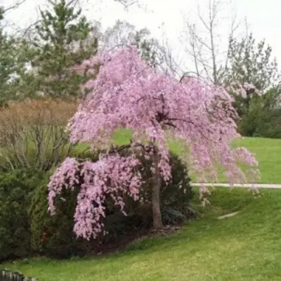 Сакура КИКУ ШИДАРЕ в Самохваловичи