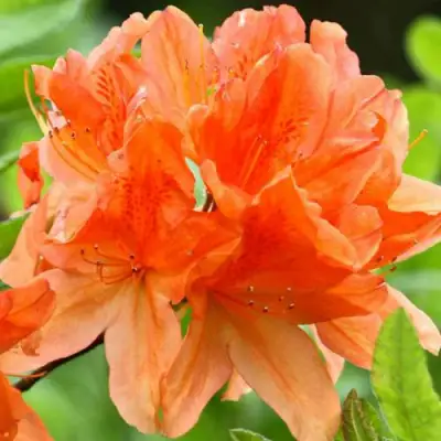 Азалия ГЕЙША ОРАНЖ японская в Самохваловичи