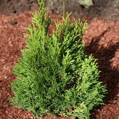 Туя МИКИ западная в Самохваловичи