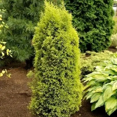 Можжевельник ГОЛД КОН обыкновенный в Самохваловичи