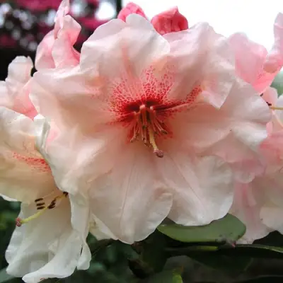 Рододендрон ХАНЯ	 в Самохваловичи