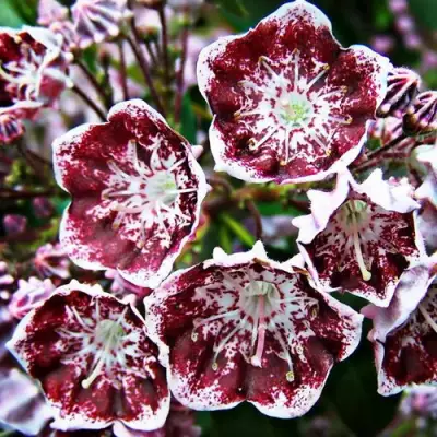 Кальмия БЛЕК ЛЕЙБЛ  в Самохваловичи