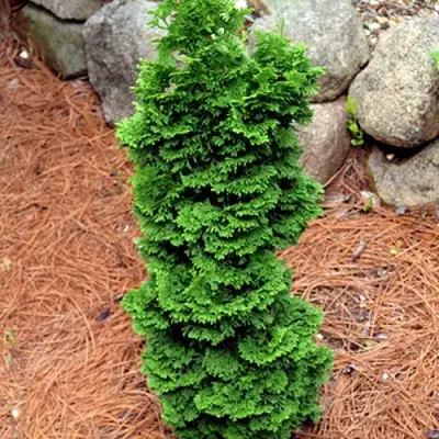 Туя СПИРАЛИС МИНИ западная в Самохваловичи