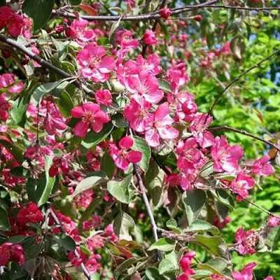 Яблоня КИТАЙКА ДОЛГО декоративная в Самохваловичи