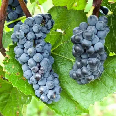 Виноград ВЭЛИАНТ в Самохваловичи