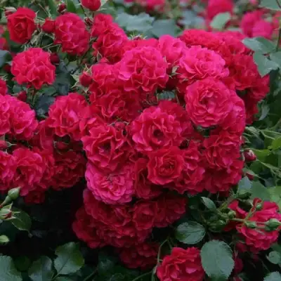 Роза РАДОСТЬ САДОВНИКА (ГАРТЕН ФРОЙДЕ) почвопокровная в Самохваловичи