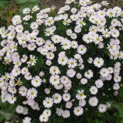 Астра ВАЙС многолетняя в Самохваловичи