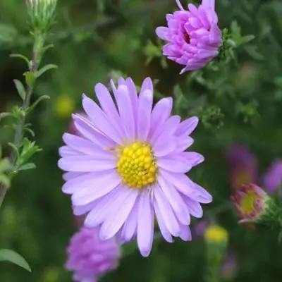 Астра СТРОУБЕРРИ ЭНД КРИМ новобельгийская в Самохваловичи