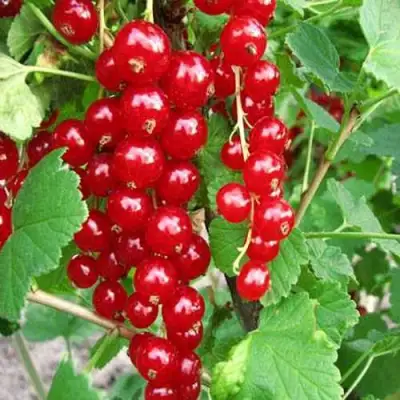 Смородина красная ФЕРТОДИ в Самохваловичи