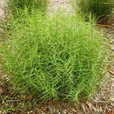 Осока ПАЛЬМОЛИСТНАЯ в Самохваловичи