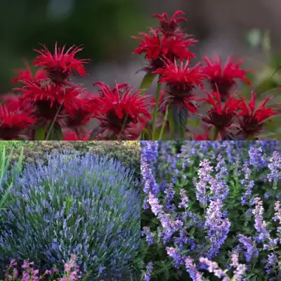 Комплект АРОМАТНЫЙ ЧАЙ в Самохваловичи